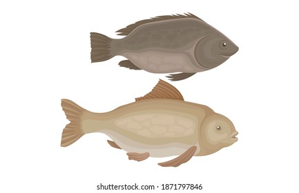 Fish as Gill-bearing Aquatic Animal Used as Seafood Vector Set