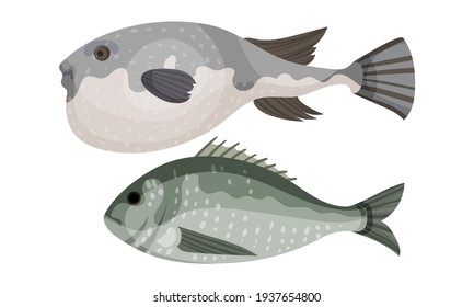 Fish as Gill-bearing Aquatic Animal Used as Seafood Vector Set