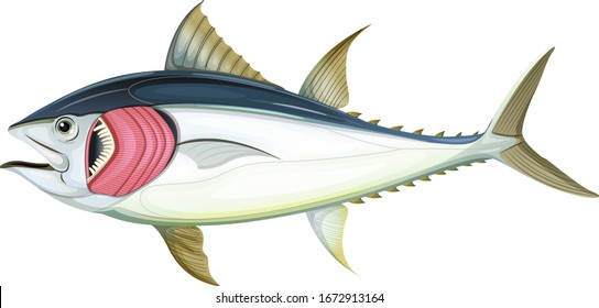 Fish with gills on white background illustration