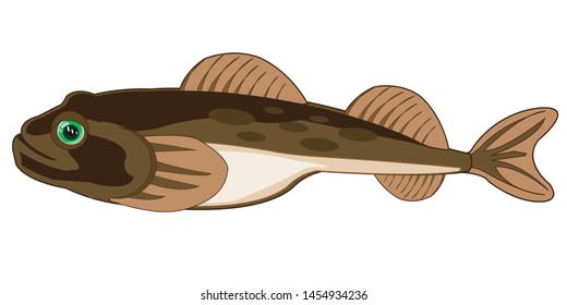Fish goby on white background is insulated