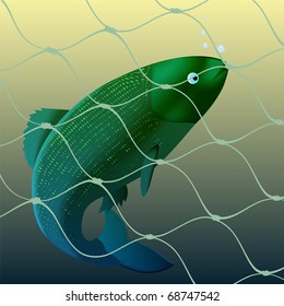 Fish got to a fishing net