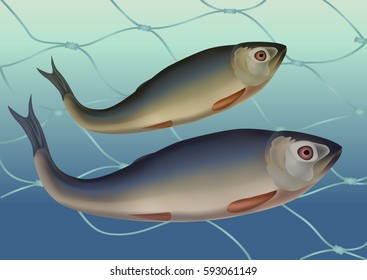 Fish in the grid. Labels for the fishing industry, icons, menu, banner, advertising the store. Vector illustration. stock illustration