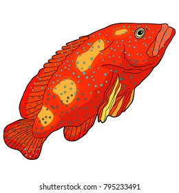 fish grouper spotted vector illustration stock vector royalty free 795233491 fish grouper spotted vector