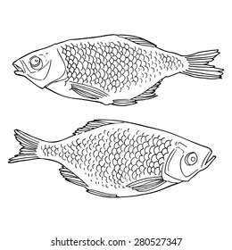 Fish, hand drawn illustration.