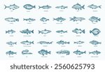 Fish Hand Drawn Set. 30 Freshwater and Sea Fishes Collection. Salmon, Tuna, Herring, Pike, Anchovy, Herring, Trout, Mackerel and Dorado Vintage Seafood Sketches. Engraved Style Isolated Illustrations