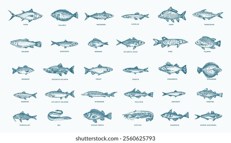 Fish Hand Drawn Set. 30 Freshwater and Sea Fishes Collection. Salmon, Tuna, Herring, Pike, Anchovy, Herring, Trout, Mackerel and Dorado Vintage Seafood Sketches. Engraved Style Isolated Illustrations