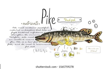 Fish hand drawn set watercolor ink, food vitamin menu restaurant, sketch cartoon vector illustration