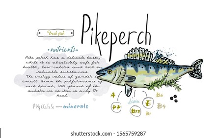 Fish hand drawn set watercolor ink, food vitamin menu restaurant, sketch cartoon vector illustration