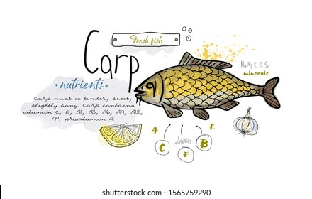 Fish hand drawn set watercolor ink, food vitamin menu restaurant, sketch cartoon vector illustration