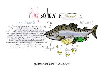 Fish hand drawn set watercolor ink, food vitamin menu restaurant, sketch cartoon vector illustration