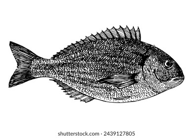 Fish hand drawn sketch, vector illustration 