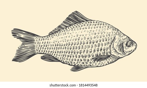 Fish hand drawn sketch. Vintage vector illustration