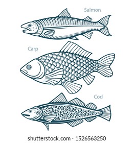 Fish. Fish hand drawn vector illustrations set. Salmon, carp and cod sketch collection. Part of set.