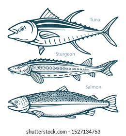 Fish. Fish hand drawn vector illustrations set. Tuna, sturgeon and salmon sketch collection. Part of set. 