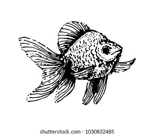Fish hand drown illustration sketch