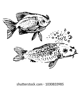 Fish hand drown illustration sketch