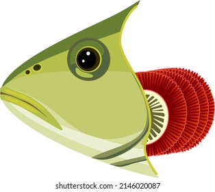 Fish Head With Gills Isolated On White. Educational Material With For Biology Lesson