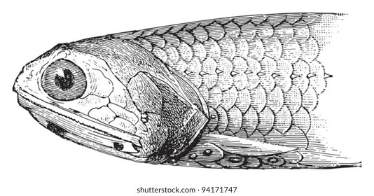 Fish head (Scopelus engraulis) / vintage illustration from Meyers Konversations-Lexikon 1897