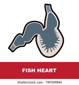 fish heart anatomy vector illustration