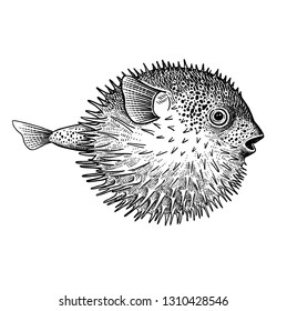 Fish hedgehog isolated on white background. Vector illustration art. Animal of the underwater world. Hand drawing sketch. Vintage engraving. Sea oceanic animal. Seafood. Kitchen motive Black and white