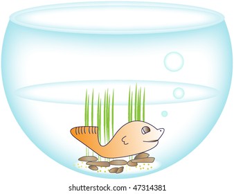 Fish ia aquarium