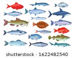 Fish icons. Seafood of bream, mackerel, tunny or sterlet, catfish, codfish and halibut. Cartoon icon tilapia, ocean perch, sardine, anchovy, shark, sea bass and dorado. Vector illustration