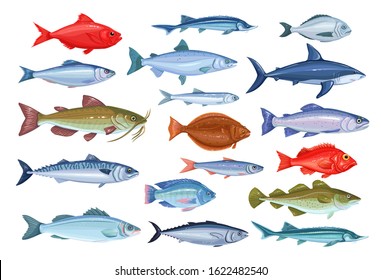 Fish icons. Seafood of bream, mackerel, tunny or sterlet, catfish, codfish and halibut. Cartoon icon tilapia, ocean perch, sardine, anchovy, shark, sea bass and dorado. Vector illustration