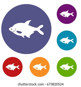 Fish icons set in flat circle reb, blue and green color for web