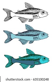 fish illustration