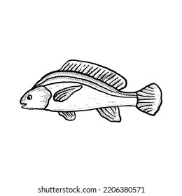 Fish Illustration hand drawn cartoon sketch lineart vintage style vector