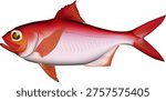 Fish illustration 