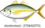 Fish illustration 
