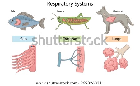 fish, insects, and mammals breathe using gills, tracheae, and lungs, with labeled illustrations of each system diagram hand drawn schematic vector. Science educational illustration
