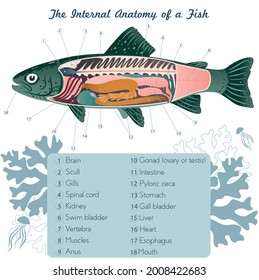 Fish internal organs Vector Art diagram Anatomy with Labels