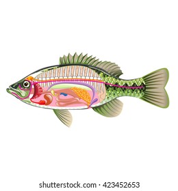 Vektorillustration der inneren Organe des Fisches Kunstdiagramm Anatomie ohne Etiketten