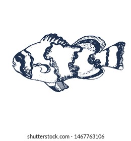 fish isolated on white background , vector illustration ,hand drawing