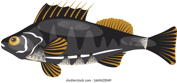 Pescado aislado de fondo blanco. vector ilustrativo