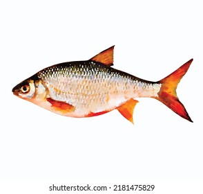 Fish isolated on white background Chinese art for greeting cards or logo design Oceanic wildlife vector watercolor illustration Marine clipart