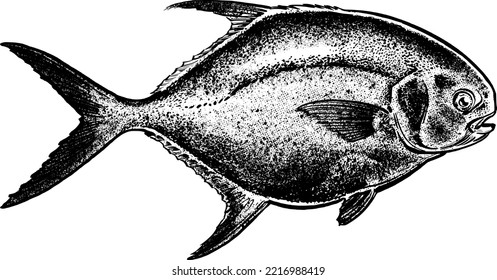 Fisch einzeln auf weißem Hintergrund