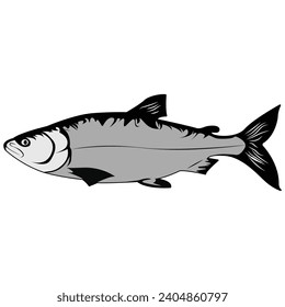 Pescado aislado en un vector de fondo blanco ilustración realista