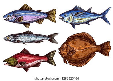 Fish isolated vector color sketch icon.