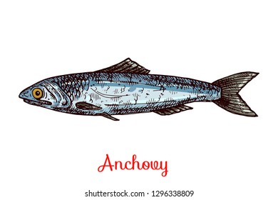 Fish isolated vector color sketch icon.