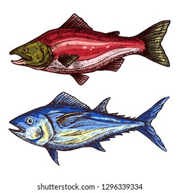 Fish isolated vector color sketch icon.
