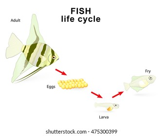 Fish life cycle for example Freshwater angelfish. Pterophyllum. Cichlidae
