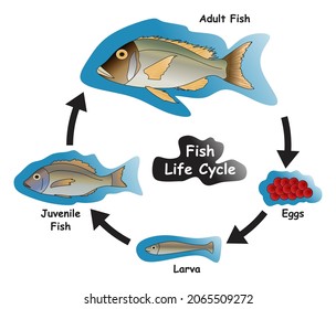 Fish Life Cycle Infographic Diagram showing different phases and development stages including eggs larva juvenile and adult fish for biology science education