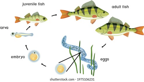 Fish life cycle. Sequence of stages of development of perch (Perca fluviatilis) freshwater fish from egg to adult animal