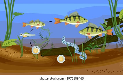 Fish life cycle. Sequence of stages of development of perch (Perca fluviatilis) freshwater fish from egg to adult animal in pond