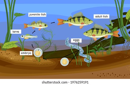 Fish life cycle. Sequence of stages of development of perch (Perca fluviatilis) freshwater fish from egg to adult animal in pond with titles