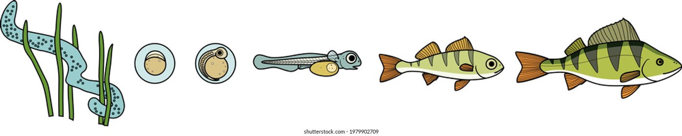 Fish life cycle. Sequence of stages of development of perch (Perca fluviatilis) freshwater fish from egg to adult animal