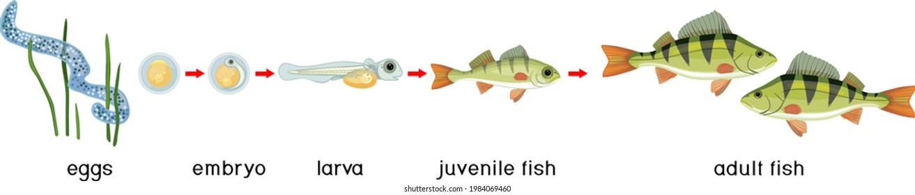 Fish life cycle. Sequence of stages of development of perch (Perca fluviatilis) freshwater fish from egg to adult animal with titles